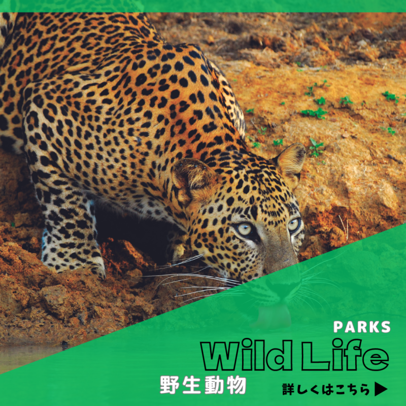 野生動物バナー